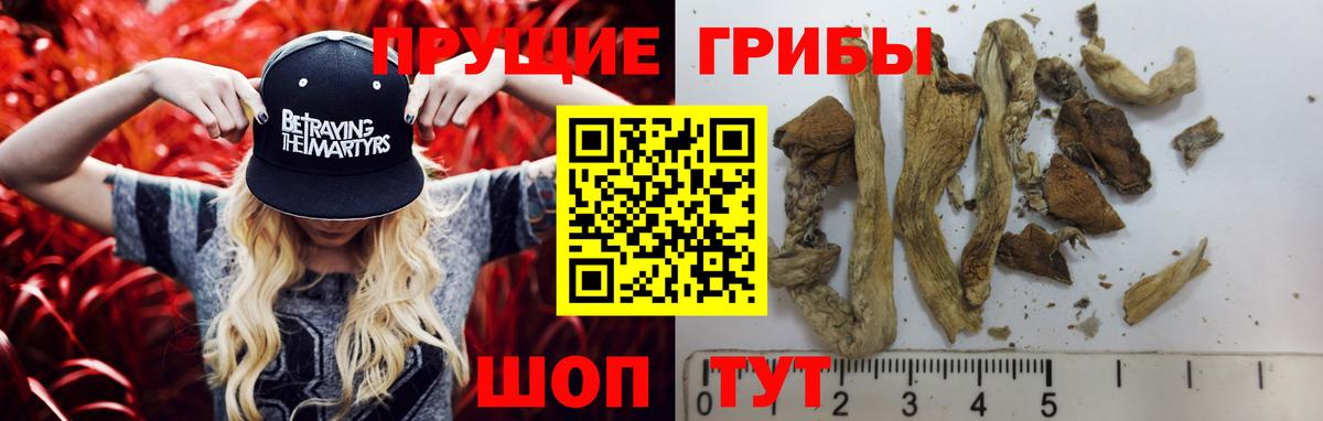 Галлюциногенные грибы Psilocybe Полысаево